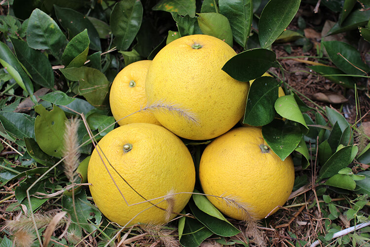 20斤装正宗常山胡柚农家自种特产新鲜水果 柚子鲜美