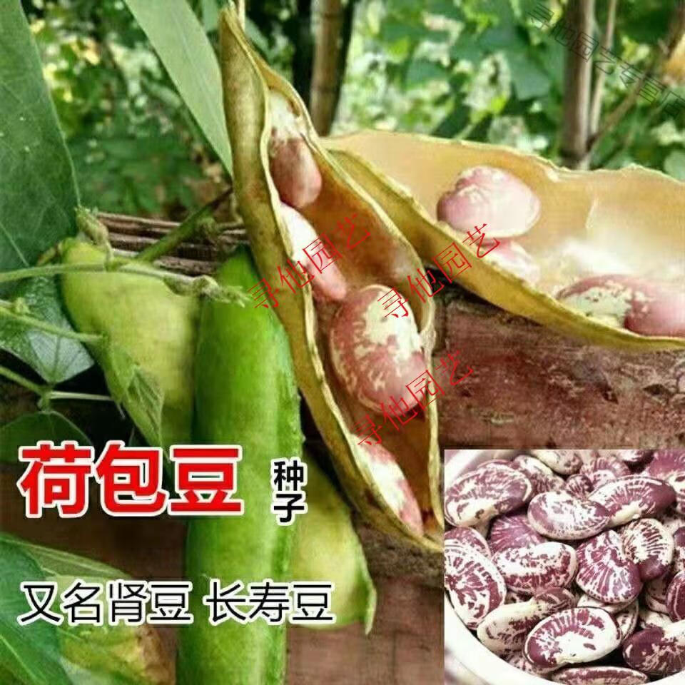 荷包豆种子豆种子高产长寿豆种子大肾豆皇帝豆种子蔬菜种子 皇帝豆
