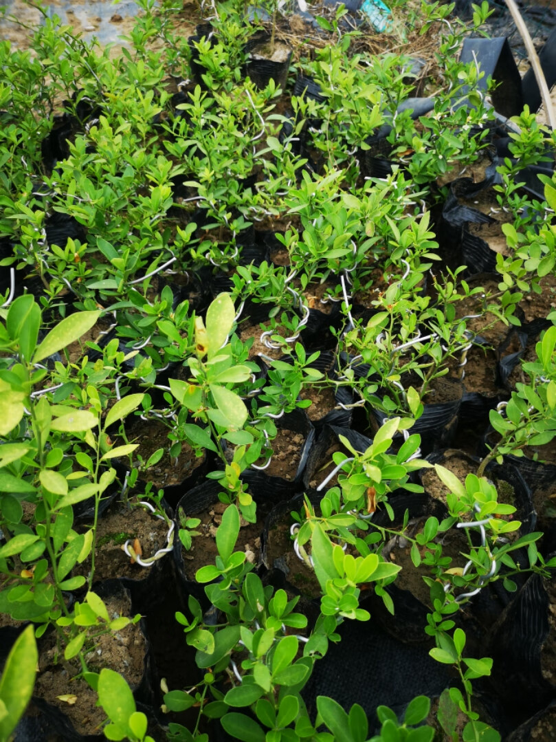 园艺金豆苗金豆盆景苗杯苗已成活的金豆苗金豆杯苗精选苗2棵带盆栽好