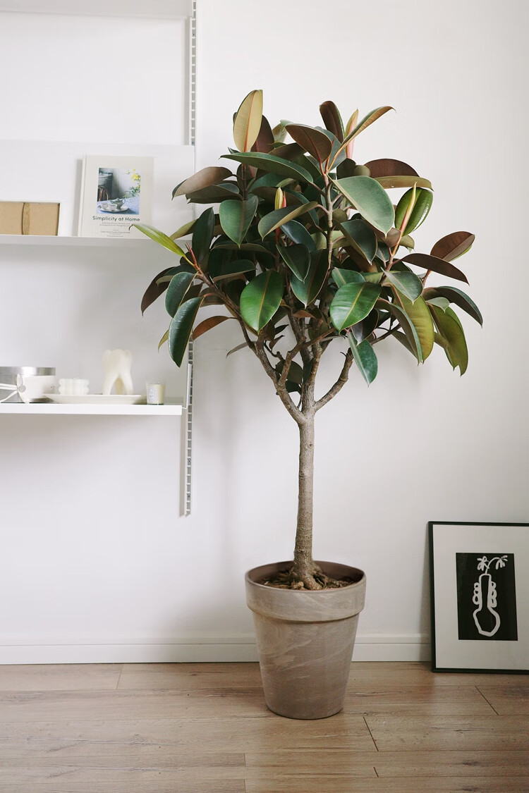 大型北欧风橡皮树 室内好养观叶植物 清新氛围家居盆栽 xl橡皮树(高1.