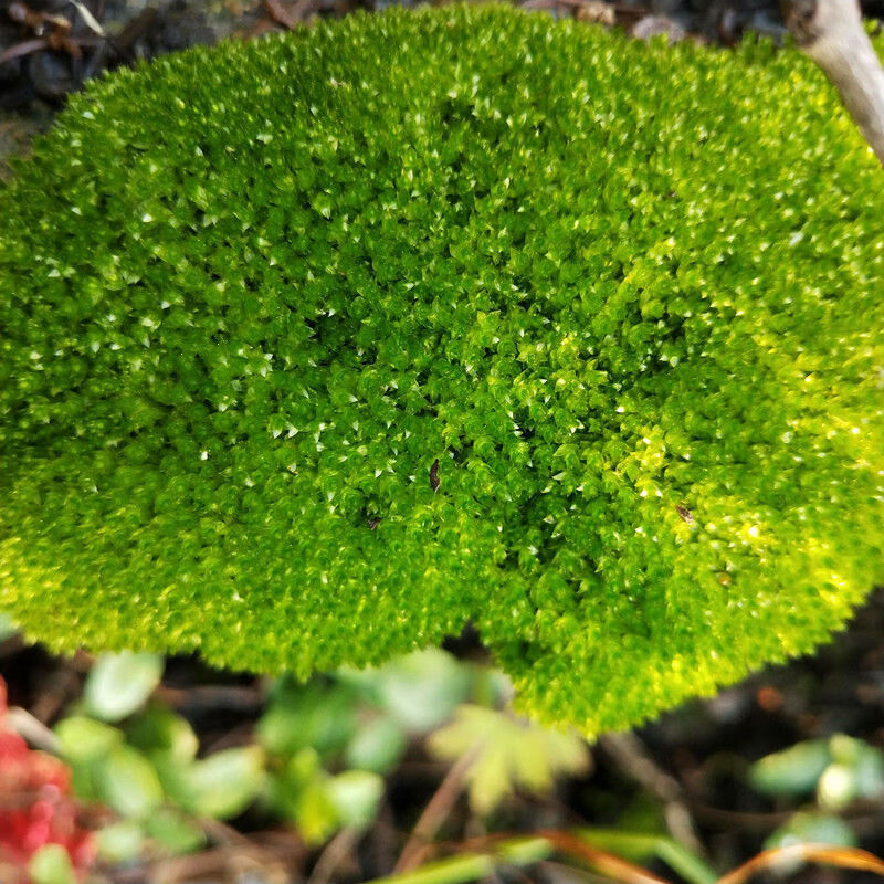 精選現發野生苔蘚朵朵蘚庭院大灰蘚批發鮮活苔蘚青苔花卉盆栽鋪面微