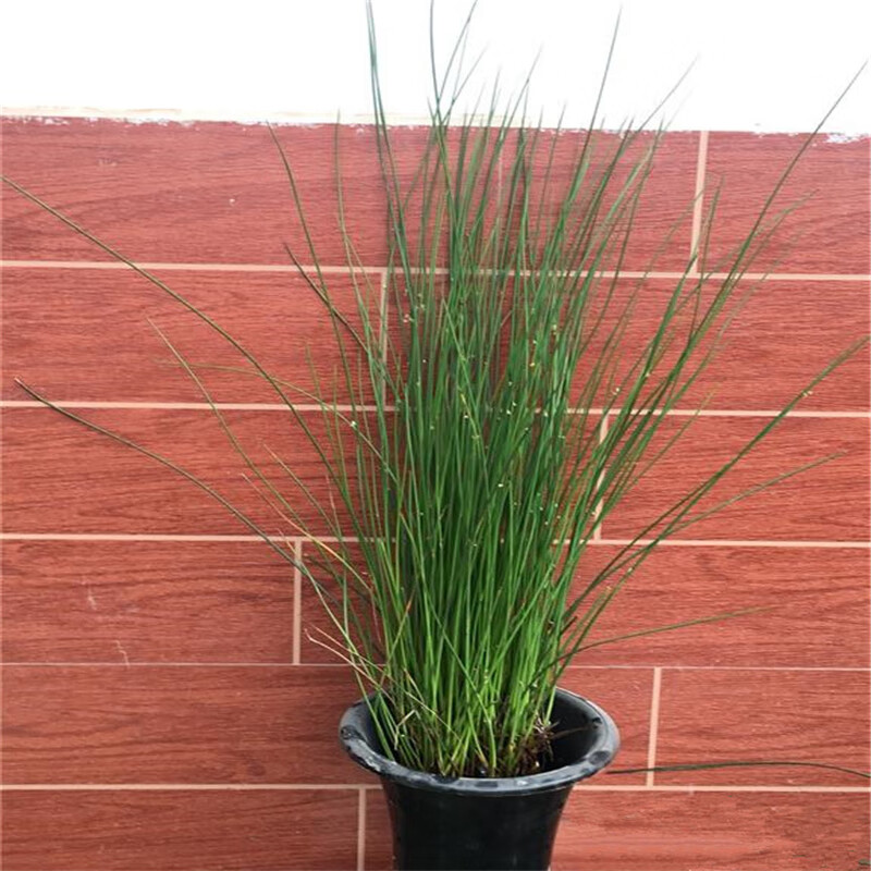 灯心草苗水葱草灯芯草苗盆栽植物野生龙须草苗z2状苗1斤不含盆