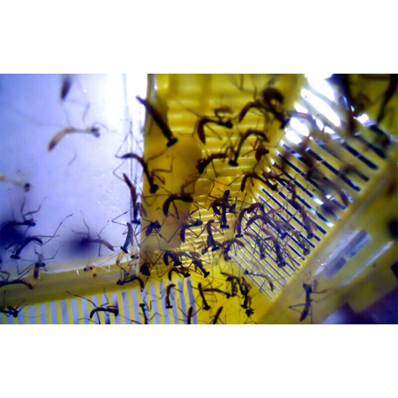 夹螳螂籽螳螂蛋活可孵化螳螂受精卵桑螵蛸2019新产狭翅卵20个孵化率高