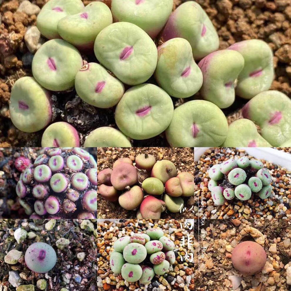 中大型红嘴sub嘴种子20粒 种子细小介意 裸根不带土【图片 价格 品牌