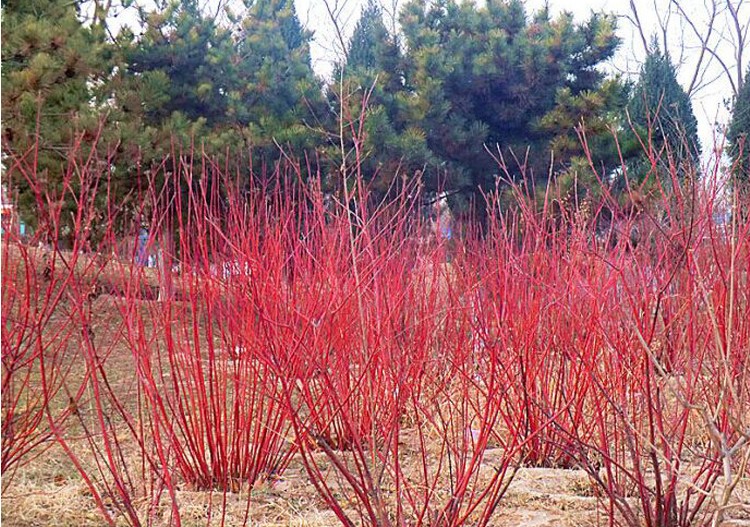 红瑞木苗红梗木凉子木红瑞木小苗树苗绿化工程苗木 红瑞木(60-70厘米)