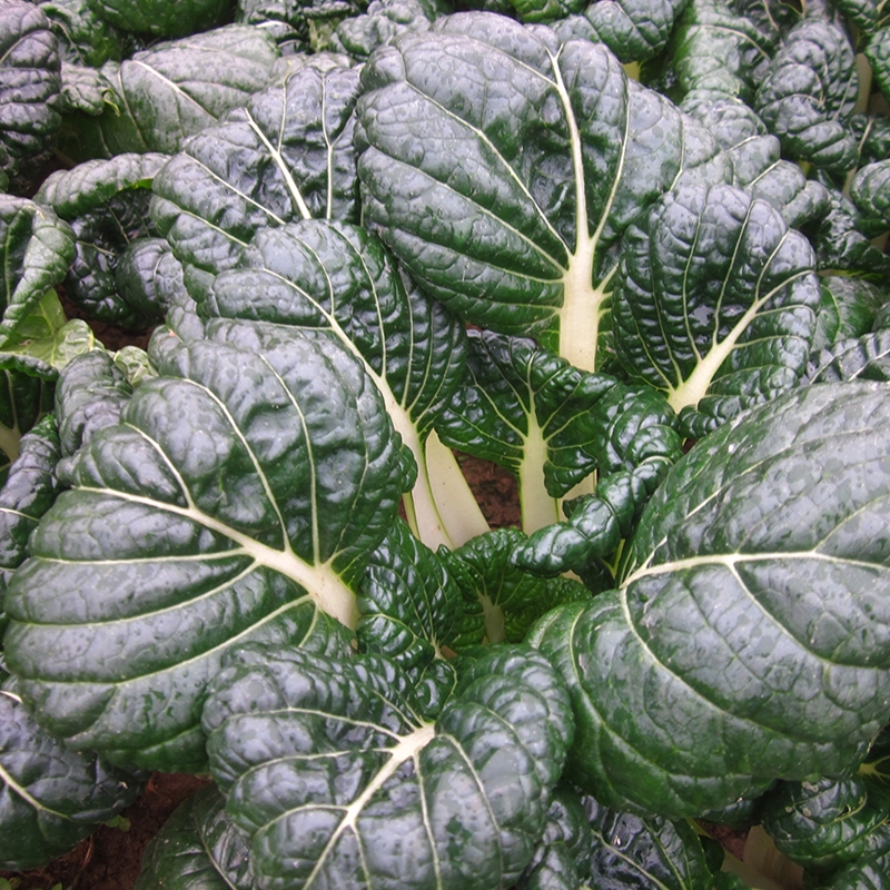 黑白菜种子黑油白菜种子种籽耐热耐寒秋冬春不老白菜四季蔬菜种子20克