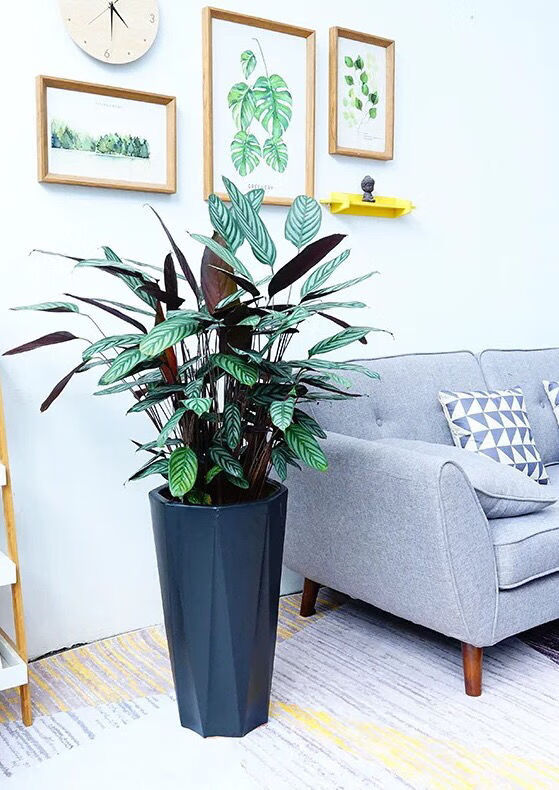 大型绿植客厅新飞羽竹芋室内盆栽苹果猫眼彩虹孔雀四季常绿净化空气好