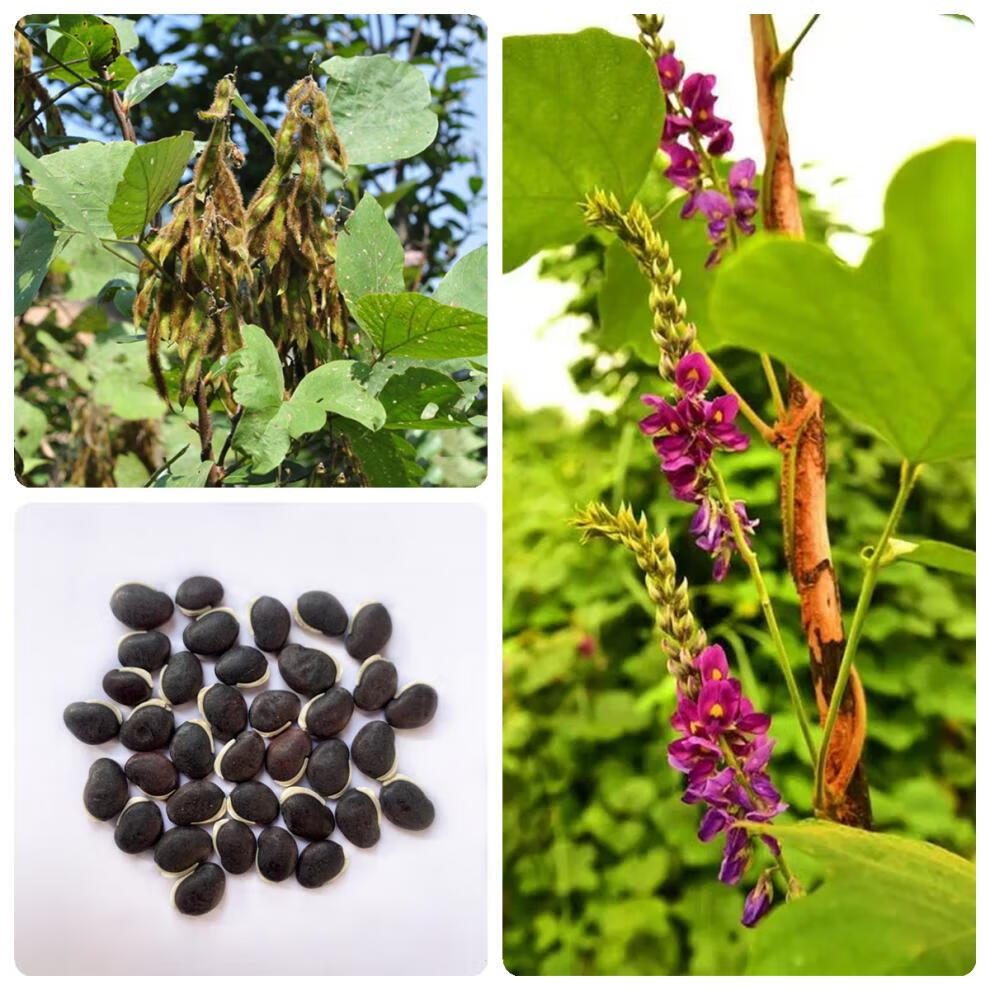 恩之达 葛藤种子百花银背野葛边坡绿化藤本植物沙土护坡巩固爬藤葛根