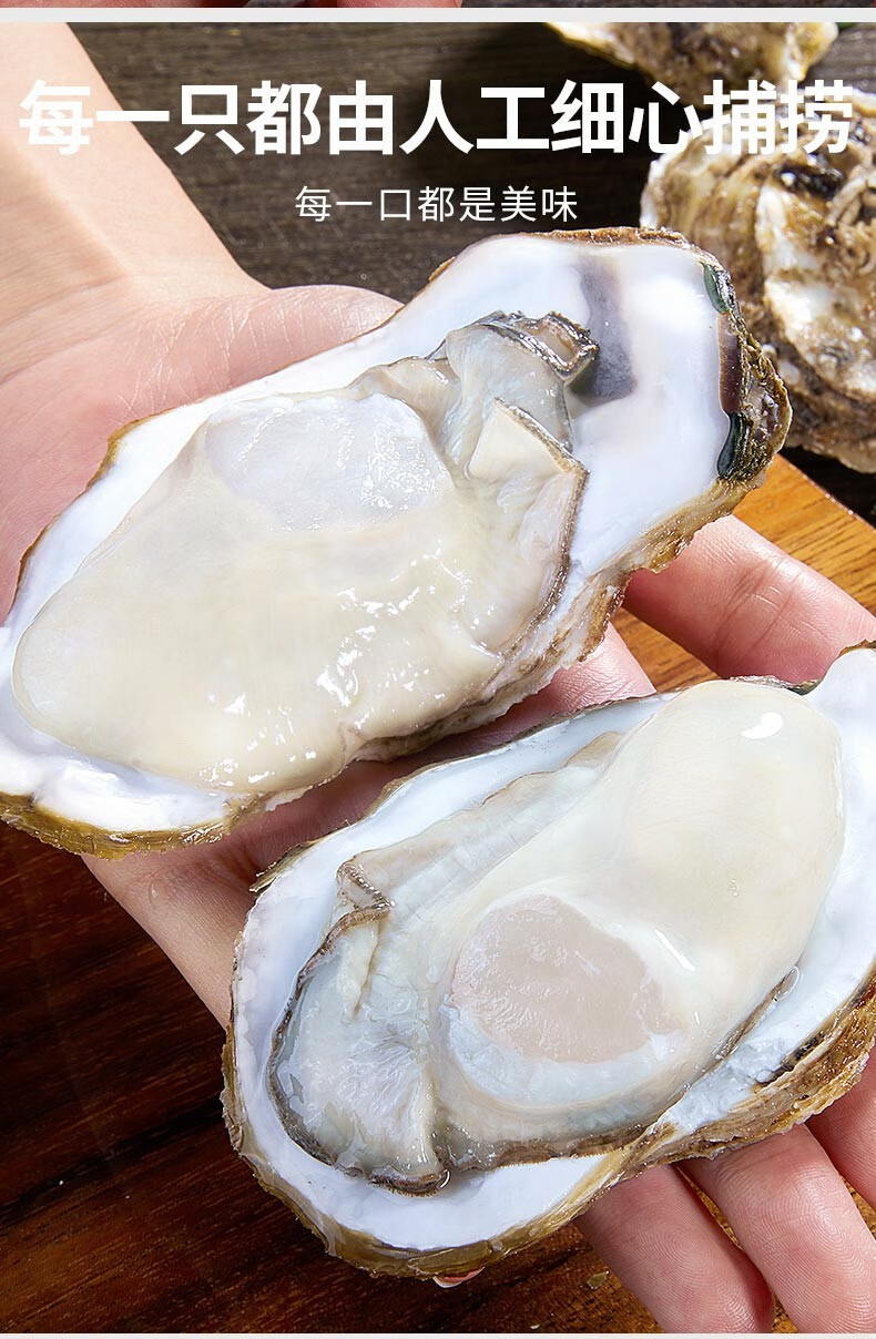顺丰活鲜生蚝生蚝鲜活牡蛎净重45斤新鲜海蛎子牡蛎贝类现捕现发生鲜