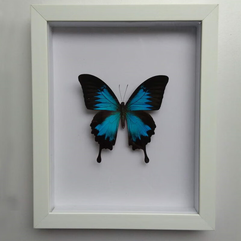 夏豹蝴蝶标本世界珍惜蝴蝶大蓝闪天堂风玫瑰眼蝶昆虫标本稀有蝴蝶收藏