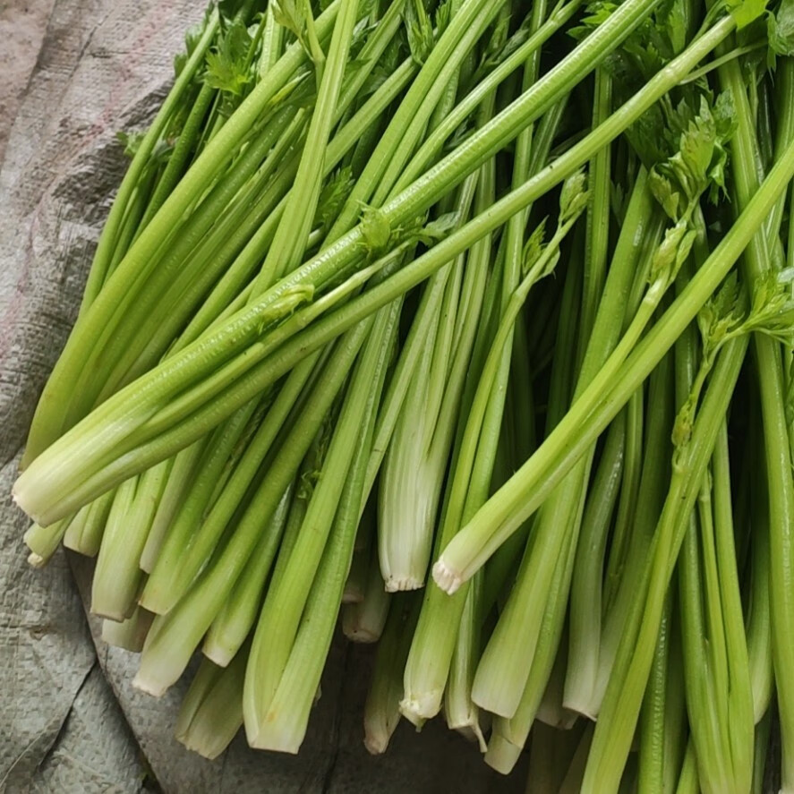 章丘特产鲍芹新鲜蔬菜酒店菜品正宗产地直销礼盒脆甜无丝