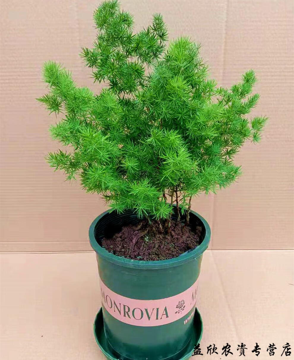蓬莱松养活植物室内花卉四季常青生肖猴 30厘米左右3-4分支加仑盆 含
