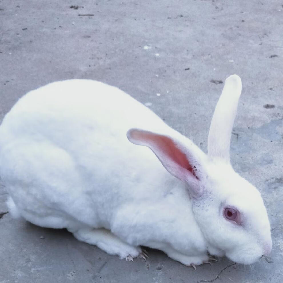 怀孕成年母兔孕兔繁殖成年活体比利时八点黑白色獭兔孕兔 比利时肉兔