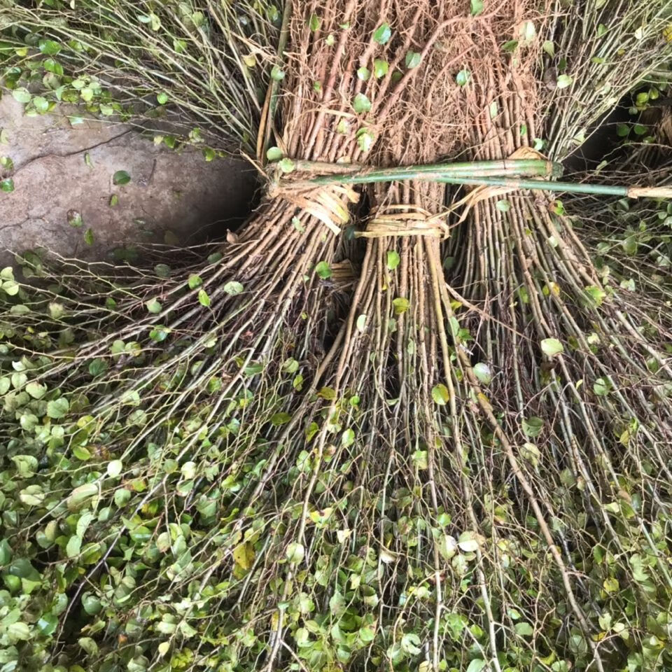 江影清马甲子树苗刺树苗铁篱笆鸟不站刺苗果园围栏绿篱防护隔离树1000