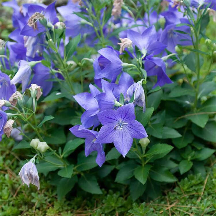 花玲珑 铃铛花种子桔梗花海蓝色气球花籽四季易种植的阳台绿植盆栽