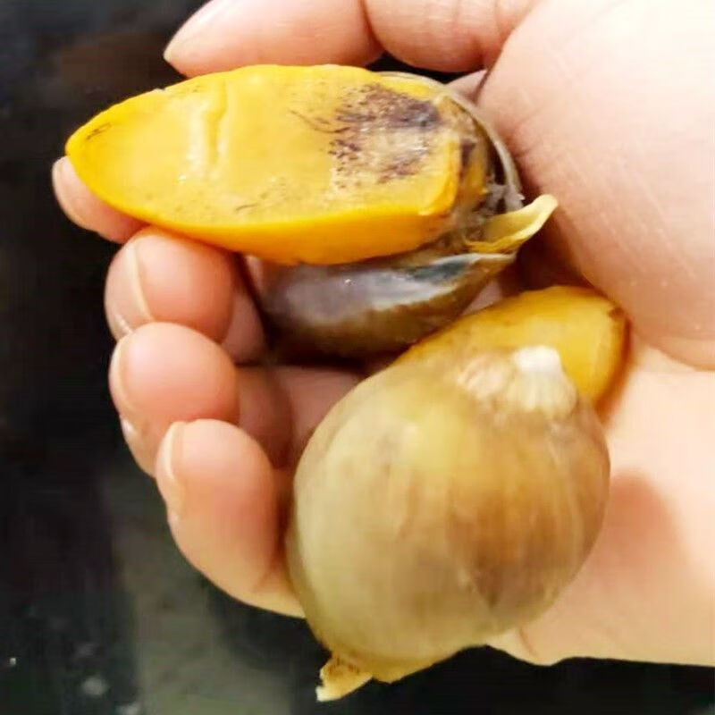 假鲍鱼 老婆脚 黄金鲍鱼螺 海蜗牛丹东特产老婆脚 速冻水产 海鲜 1袋1