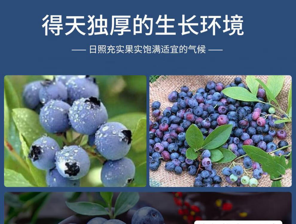 蓝莓水果鲜果新鲜云南佳沃蓝莓李果大果2斤