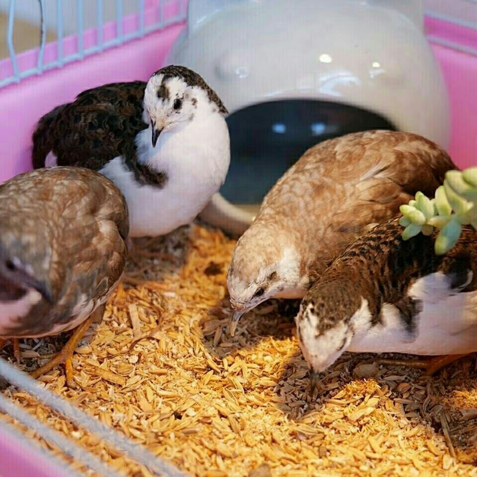 发酵床宠物垫料鹌鹑鸭子兔子粪便分解床锯末菌种发酵床垫料-顾致 发酵