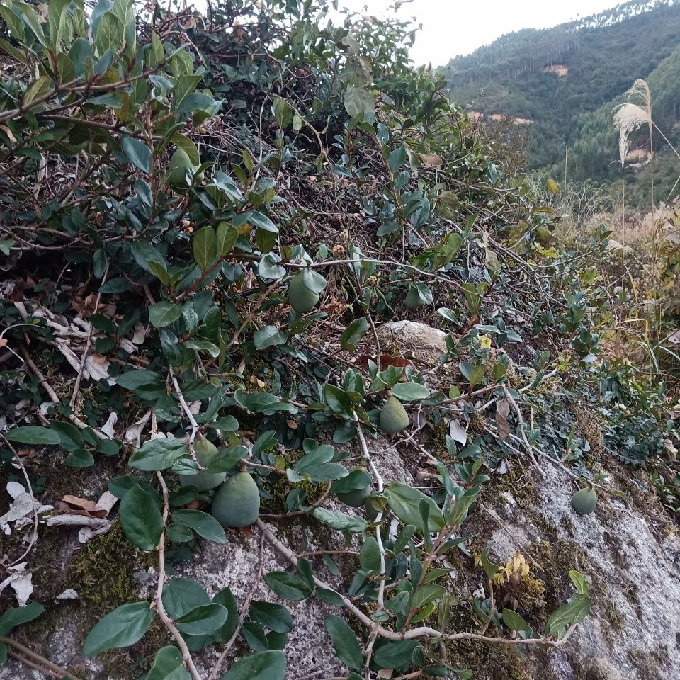 野生石壁薜荔藤奶母果鬼球木馒头木莲果薜荔果奶母果霹雳鬼球500g