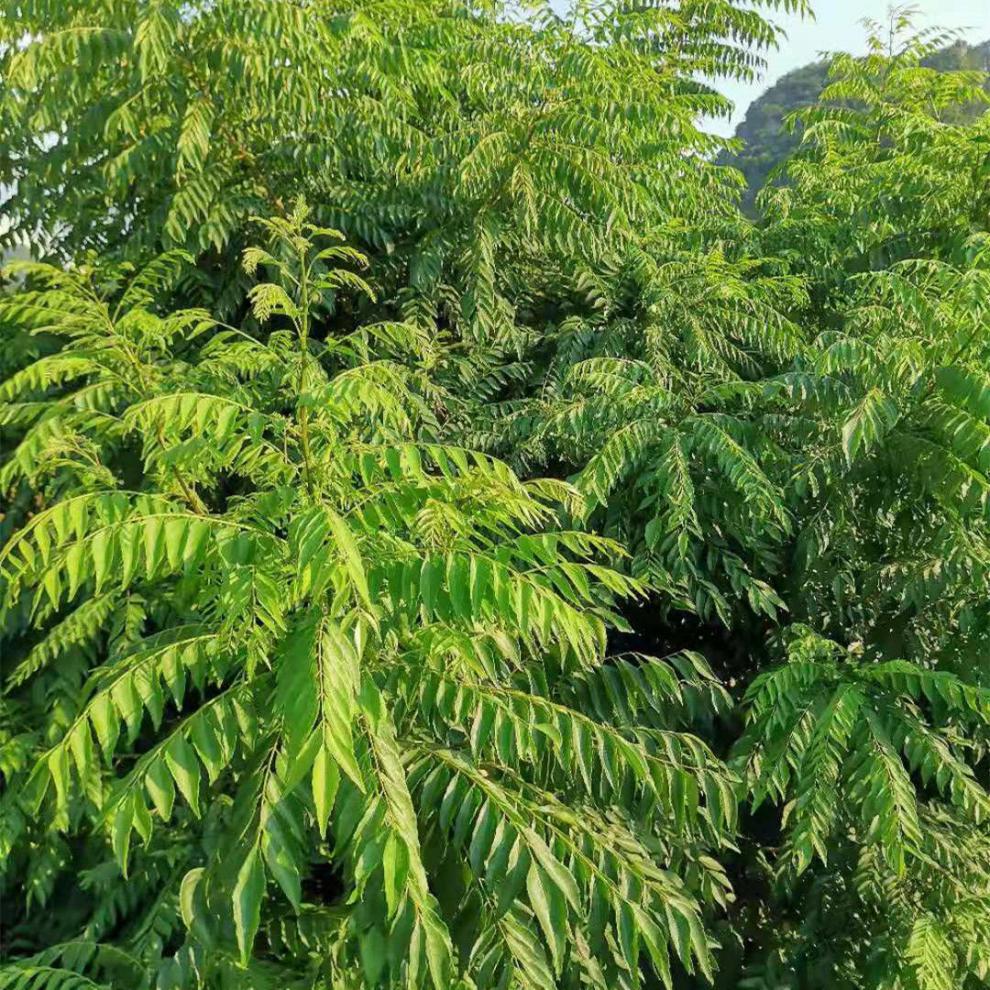 新鲜咖喱叶九里香东南亚餐厅调料咖喱饭调料拌饭香料curryleaves50克