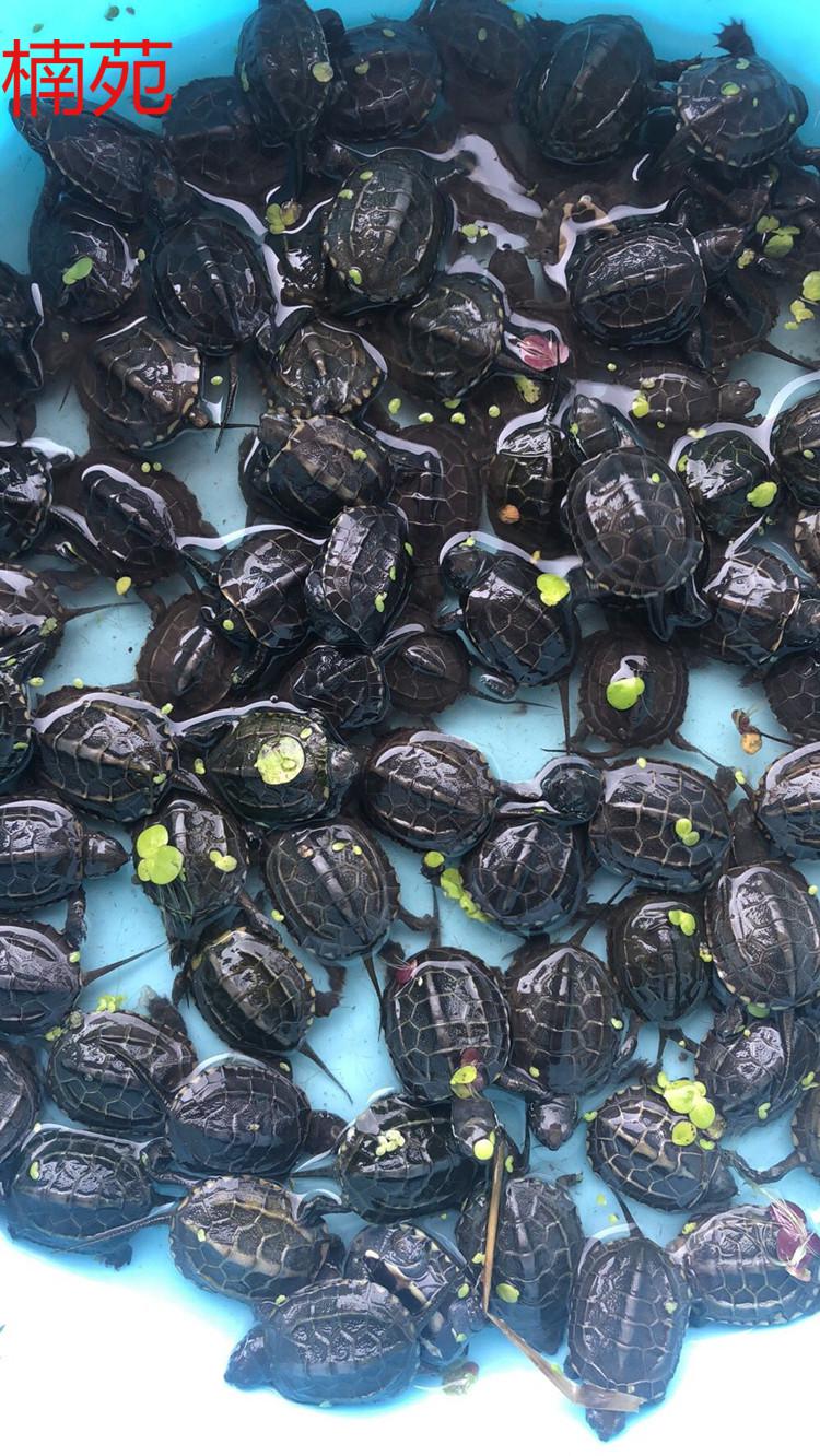 大头草小乌龟小草龟金线草龟观赏宠物龟龟活体 3-4cm10只【图片 价格