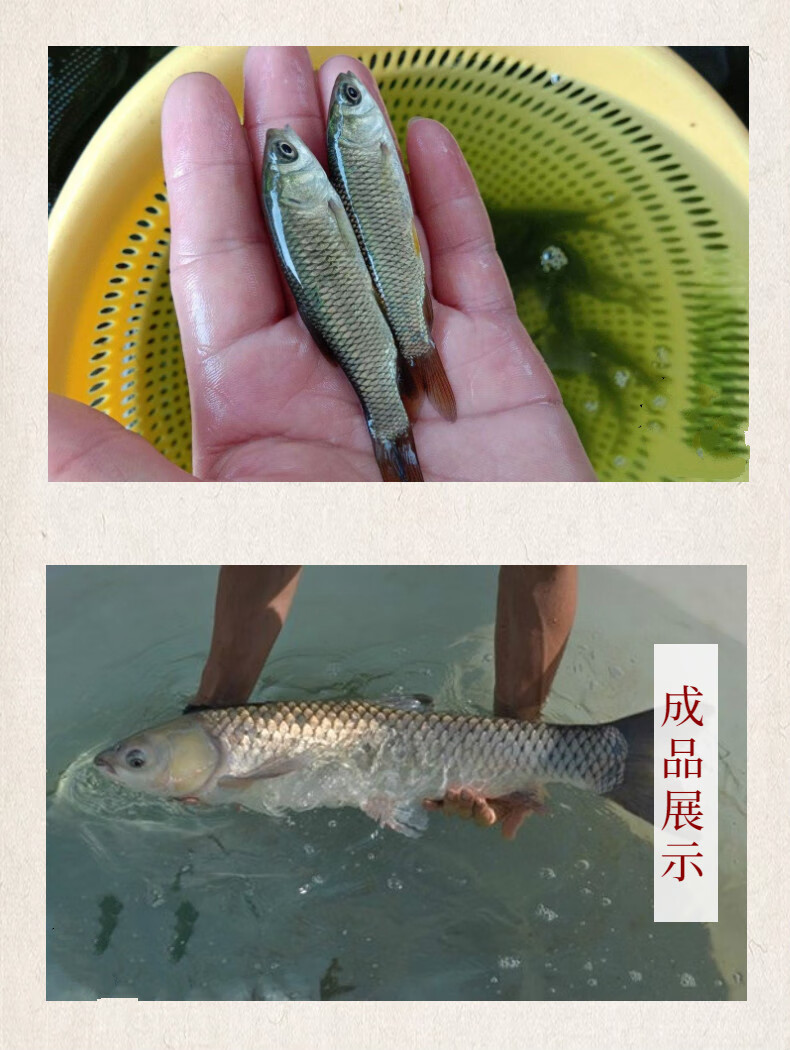 榮鬱鮮活中山脆肉鯇魚苗活體脆鯇魚草魚大型育成水庫養殖淡水冷水魚脆