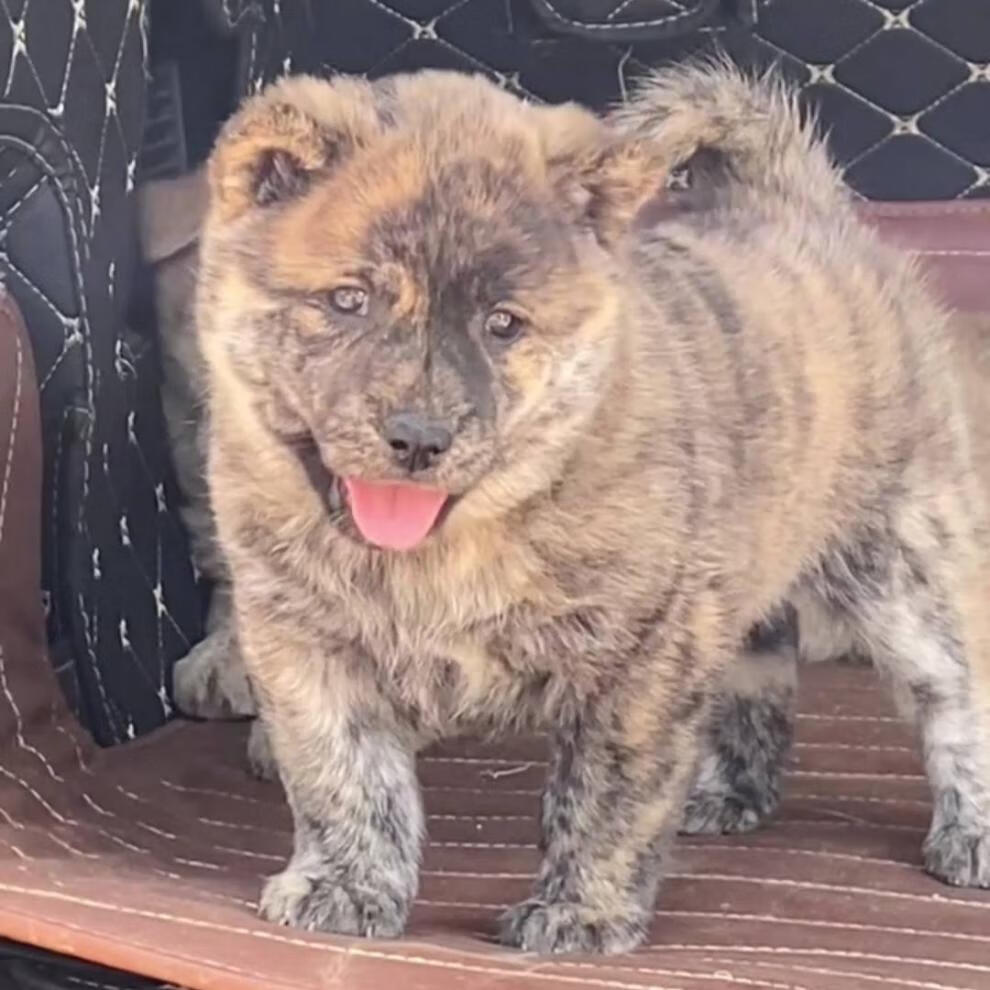 廣西五黑犬中華田園犬黑狗金錢尾鐵包金土獵幼犬純種土狗看家護院