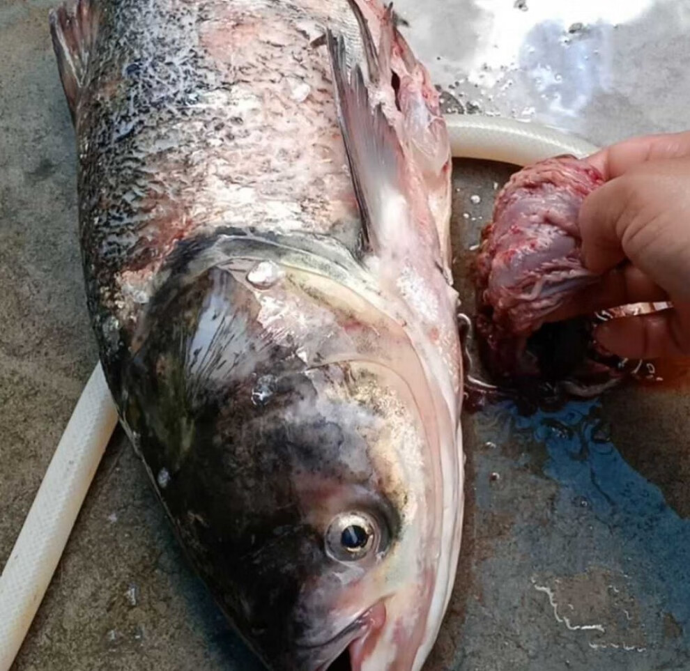 安徽特产大头鲢鱼鱼头花鲢胖头草鲢鱼头花鲢整条杀好的重量发货 特快