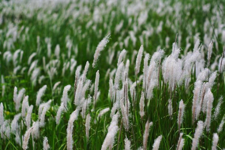 畷园狗尾草种子野生茅草籽白茅根草种子白茅草草籽狼尾草种子花种子
