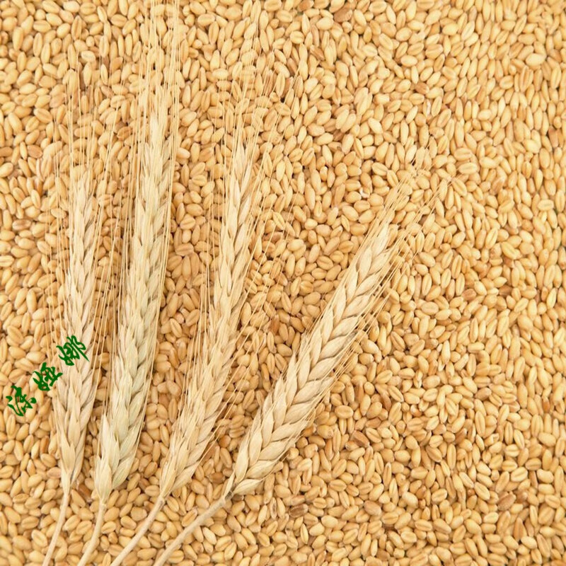 5斤小麦粒小麦籽麦子小麦子食用麦芽糖小麦苗榨汁