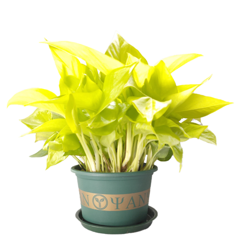 大叶黄金葛绿萝金叶盆栽除甲醛净化空气水培室内植物可长藤条绿植 18