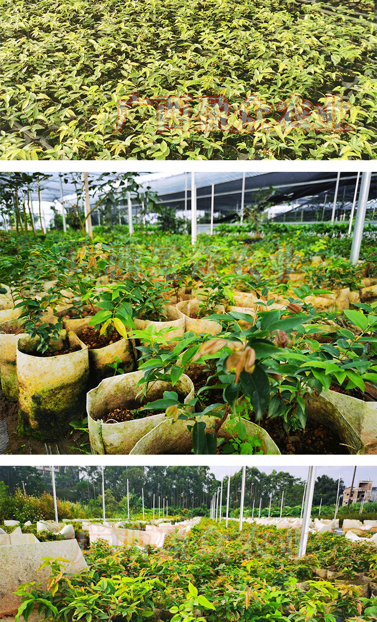 花姬艾斯卡嘉宝果红钻树葡萄家庭阳台庭院盆栽水果树苗艾斯卡种子苗