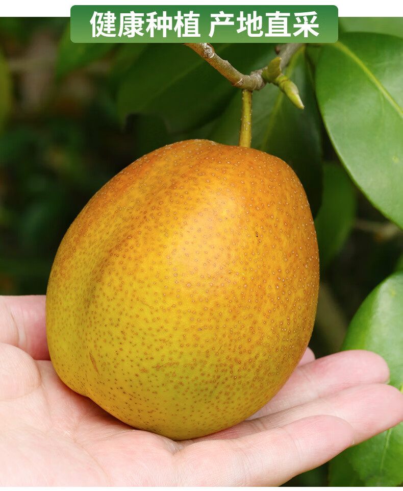 红香酥梨梨子新鲜水果当季整箱香梨应季10斤青雪酥梨现季59斤小果