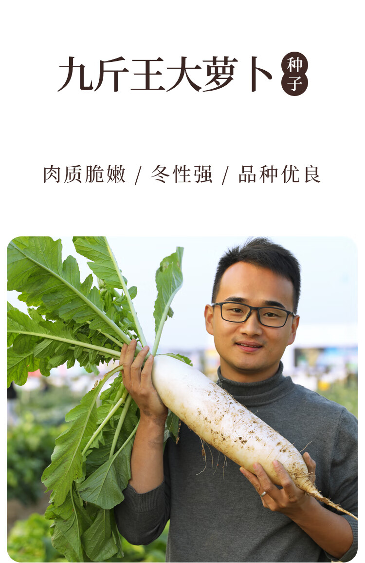 九斤王大萝卜种子种籽子农家大白罗卜菜种四季秋季水果蔬菜孑籽种 耐