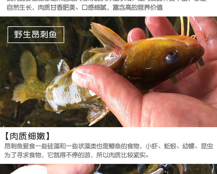 lism黃丫頭昂刺魚角針魚昂針魚黃骨魚黃辣丁魚鋼針魚汪丫魚500g