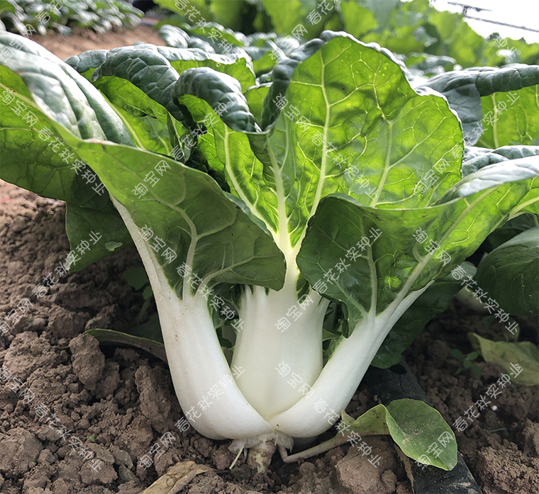 脆爽中脚奶白菜种子 四季播蔬菜籽 阳台菜园盆栽煲汤小青菜易种孑 奶