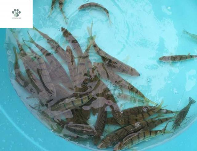 原生光唇鱼苗 淡水溪石斑鱼 苗养殖溪流鱼冷水鱼观赏鱼 5-6公分50条