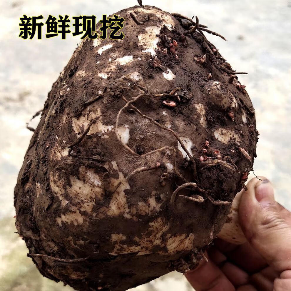 魔芋豆腐原料生香尸花魔芋鬼芋蒟蒻蒻头贵州魔芋粉5斤1个重1斤左右
