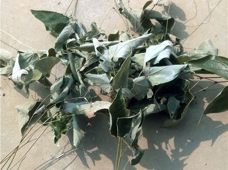 秦岭干淫羊藿 中药材仙灵脾泡酒泡茶整颗农家自采 500g【图片 价格
