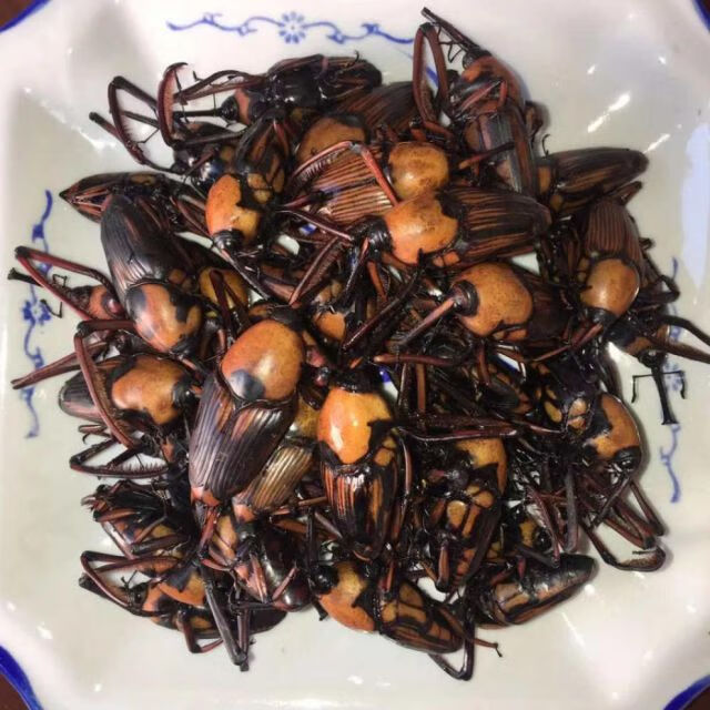 竹象虫 山珍美味烧烤美食小吃400克 云南特产竹虫 竹笋虫香脆 400克