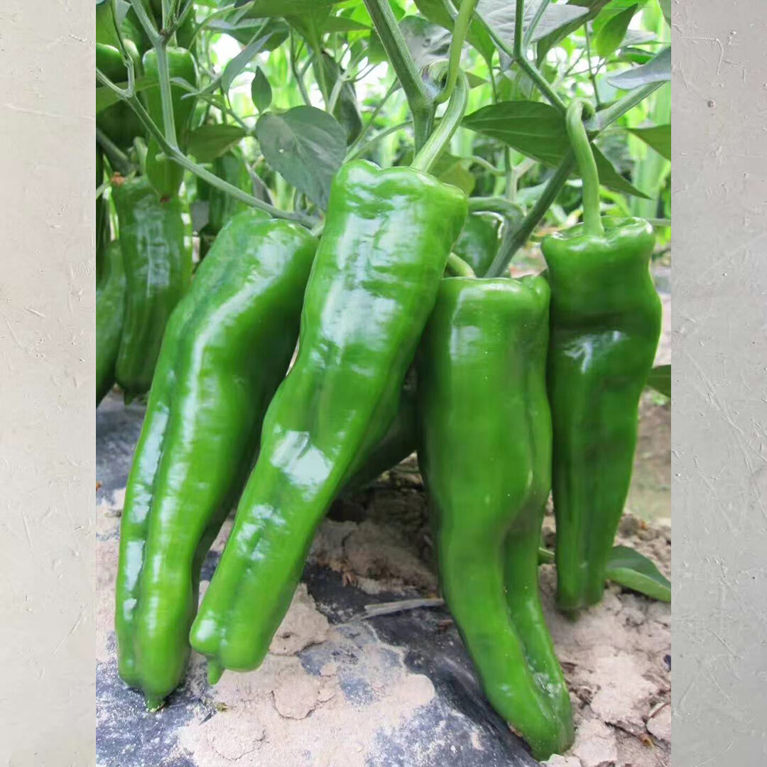 东北国别:国产种类:其他适播季节:春季类别:转基因种子商品产地:中国