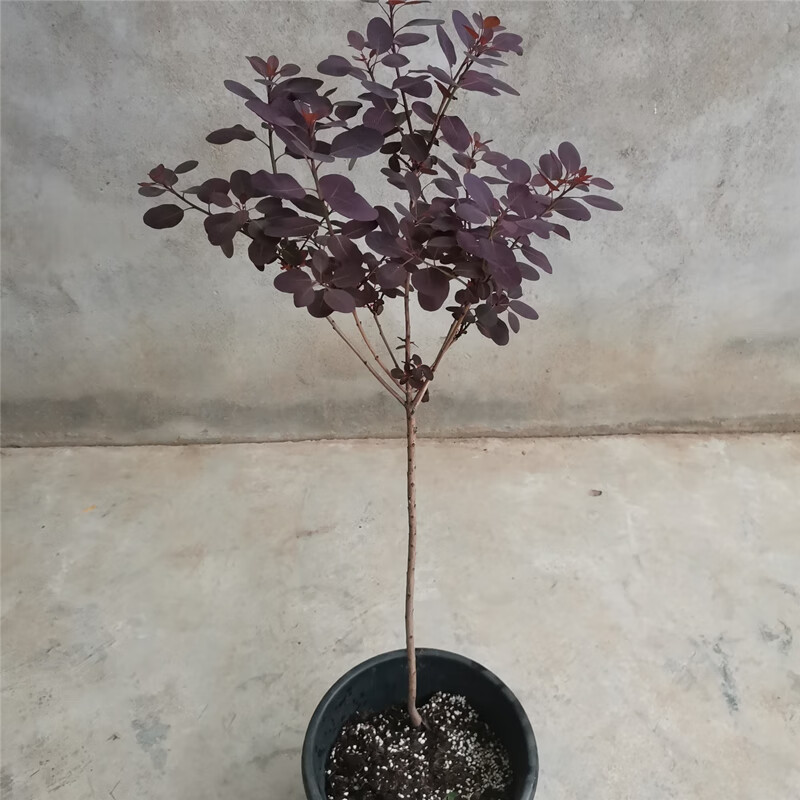 烟树美国红栌香山红叶黄栌棒棒糖造型美国紫叶红栌彩叶树种美国紫叶