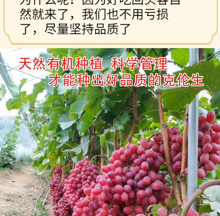 顺丰新鲜无籽克伦生葡萄新鲜应季水果红提子脆甜红宝石葡萄