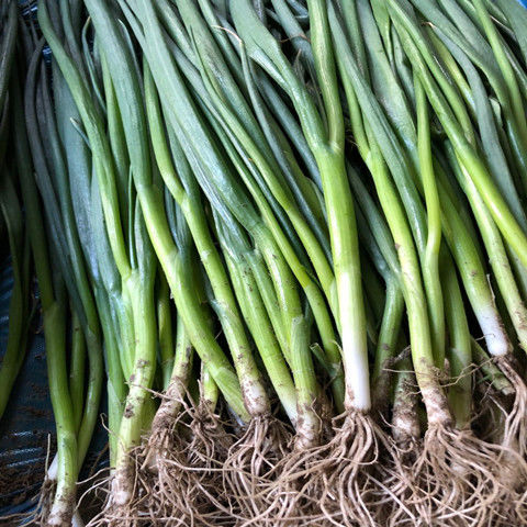 东北新鲜蔬菜小葱农家种植小葱蘸酱生吃小葱2000g赠大酱