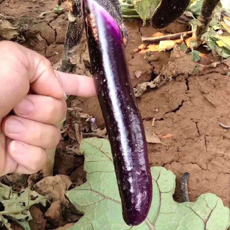 现摘云南紫长茄子2斤3斤线茄农家当季蔬菜 3斤 实惠装【图片 价格