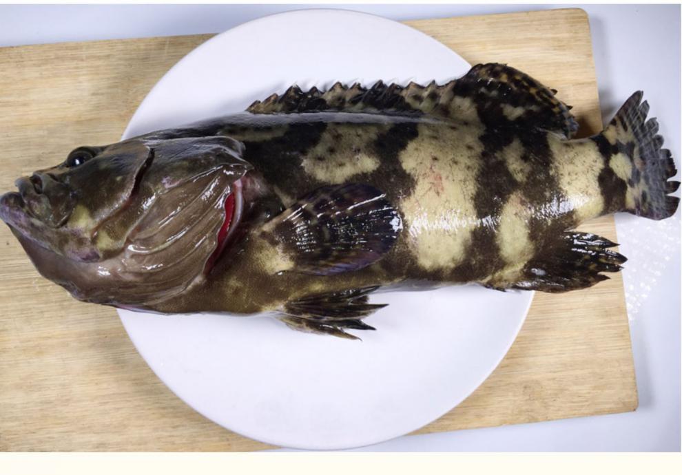 海升东 龙胆石斑鱼 鲜活特大石斑鱼 6斤龙胆鱼 海鲜水产 处理后发货