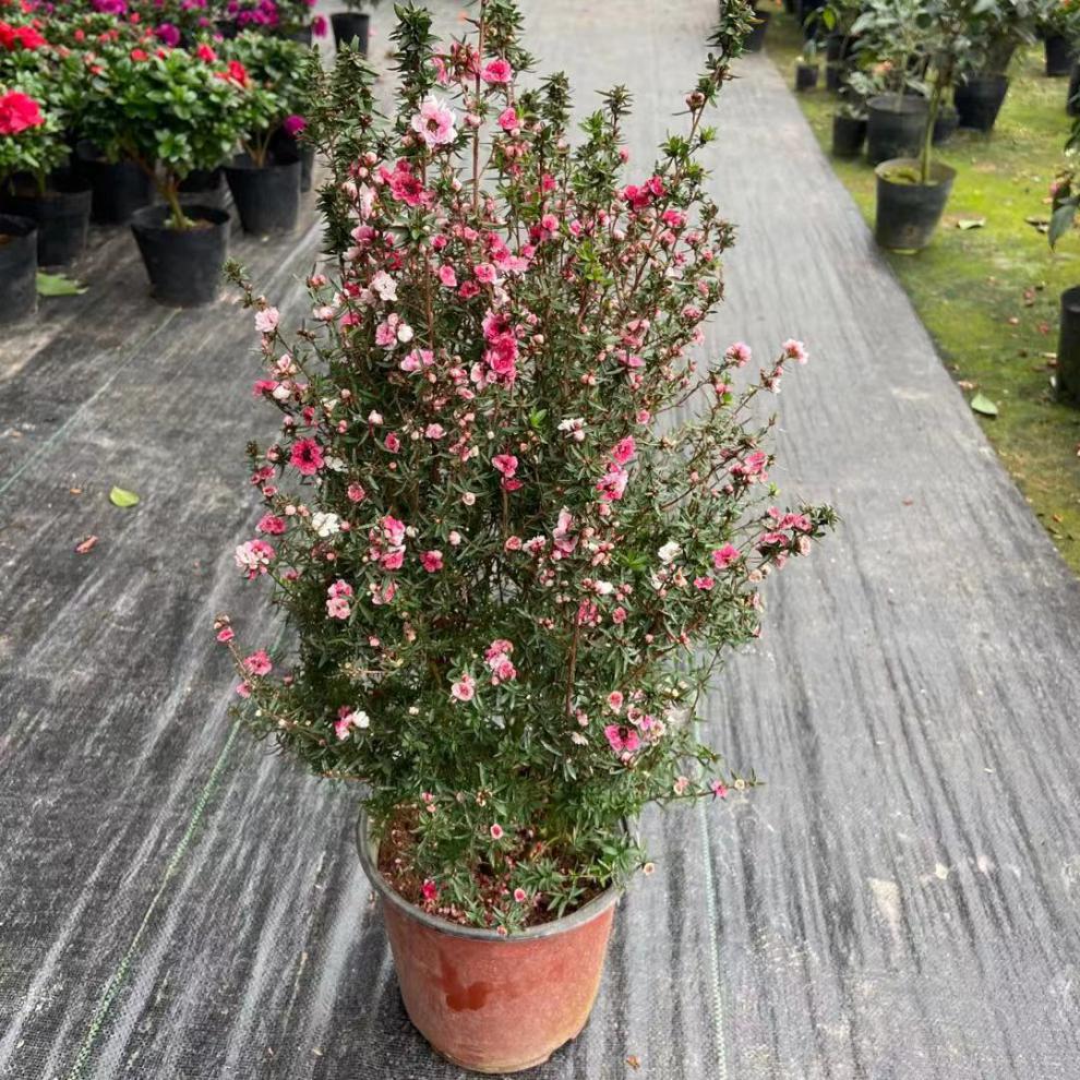 松紅梅樹苗盆栽帶花苞一樹多色花開不斷四季常青耐寒室外庭院綠植優惠