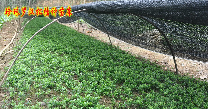 罗汉松苗造型视频大全集