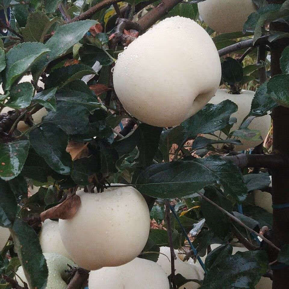 正宗奶油苹果牛奶苹果冰糖心白苹果富士苹果山东苹果脆甜新鲜水果【10