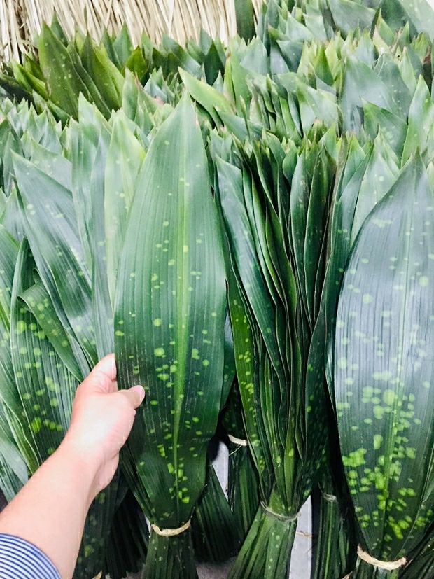 大云南四川新鲜花粽叶种苗粽粑叶种苗花粽叶矮粽 10棵种苗【图片 价格